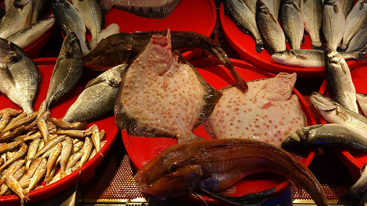 Günlük Deniz Balıkları